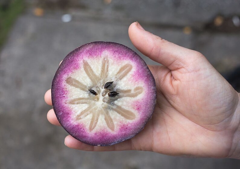 Purple Chrysophyllum albidum Star apple Caimito Fruit Tree 6in to 1ft image 6