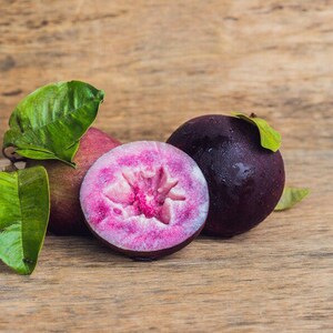 Purple Chrysophyllum albidum Star apple Caimito Fruit Tree 6in to 1ft image 1