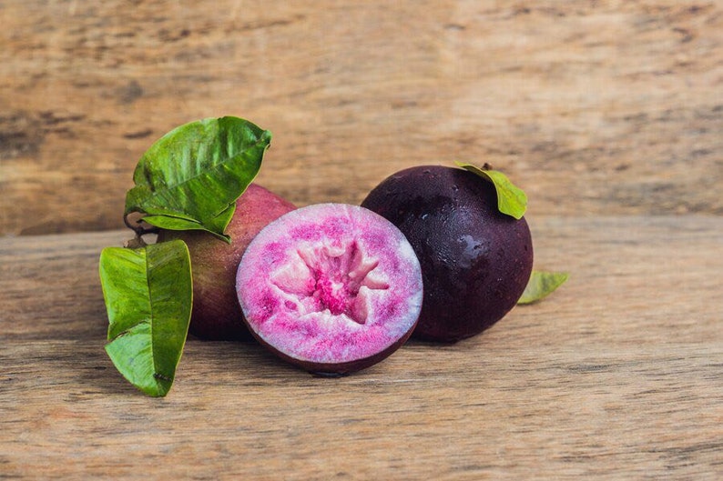 Purple Chrysophyllum albidum Star apple Caimito Fruit Tree 6in to 1ft image 1