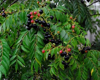 Curry (Karipata) arbre fruitier vivant (10 à 24 pouces)