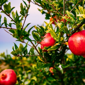 Big Pomegranate(punica granatum) Pomegranate fruit live tree 2ft-3ft