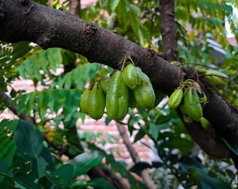 Big Bilimbi Chinese live fruit tree (Averrhoa bilimbi) Gooseberries (gooseberry) (24in to 30inches)