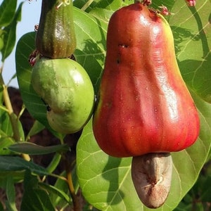 Cashew (Anacardium occidentale)l Pahuil Pajuir Pahuil Walnut Tropical fruit tree. (10 inches to 2 feet)