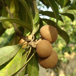 Grafted Nispero Manilkara huberi Sapodilla Live Fruit Seedling Tree 1-2ft image 2
