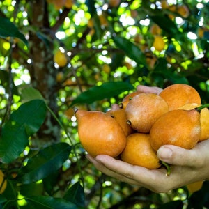 Plante Achacha / Achachairu Garcinia humilis 12 pouces 24 pouces image 1