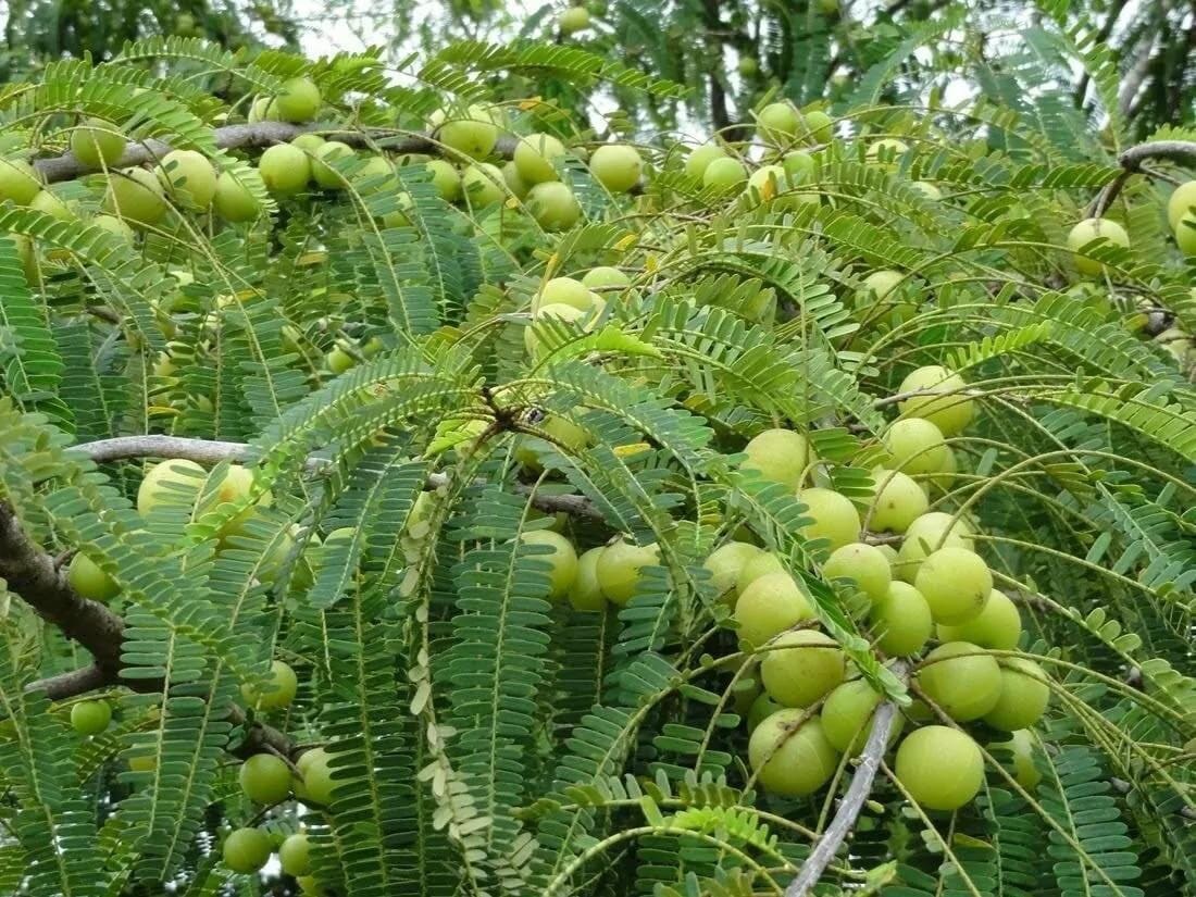 Images Of Amla Plant images-of-amla-plant