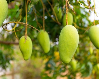 Ananas Mangue (Mangifera) Arbre Fruitier Vivant '10inch18'