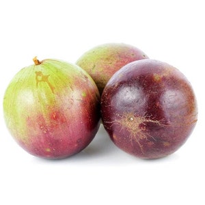 Purple Chrysophyllum albidum Star apple Caimito Fruit Tree 6in to 1ft image 8