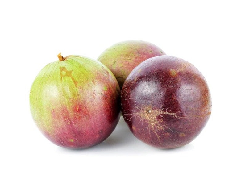 Purple Chrysophyllum albidum Star apple Caimito Fruit Tree 6in to 1ft image 8