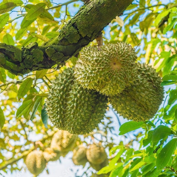 Durian (Durio ziberthinus) live fruit plant (10inch-1ft)