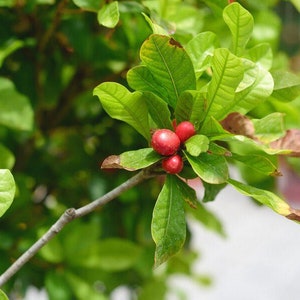 Rare Miracle Fruit (Synsepalum dulcificum) Live Fruit Tree (10inch-1ft) Miracle Fruit