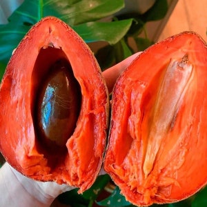 Mamey sapote (Pouteria sapota) live fruit tree 10 in 2 feet tree