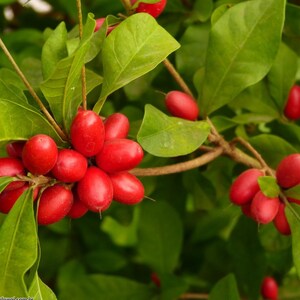 Flowering Miracle Fruit (Synsepalum dulcificum) Live Fruit Tree (10inch-1ft) Miracle Fruit