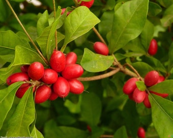 Fruit miracle à floraison (Synsepalum dulcificum) Arbre fruitier vivant (10 pouces-1 pied) Fruit miracle