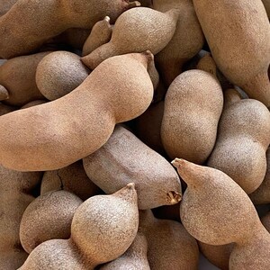 Sweet tamarind Tamarindus indica fruit tree 10 inches to 2 feet image 7