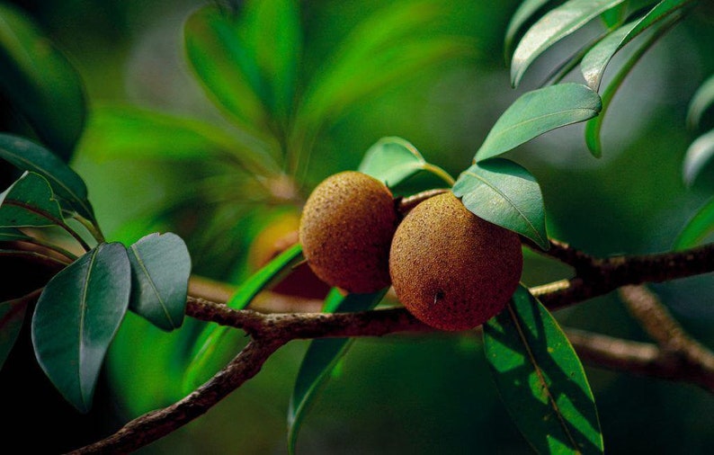 Grafted Nispero Manilkara huberi Sapodilla Live Fruit Seedling Tree 1-2ft image 1