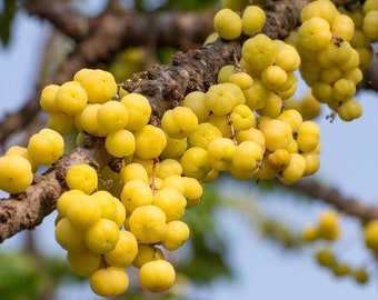 Otaheite Gooseberry Currant (Phyllanthus acidus) (gooseberries)Currant live fruit tree (10in to 2ft)