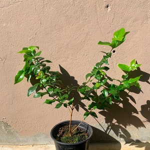 Pitanga eugenia uniflora Suriname cherry live fruit tree 12in to 24inches image 3