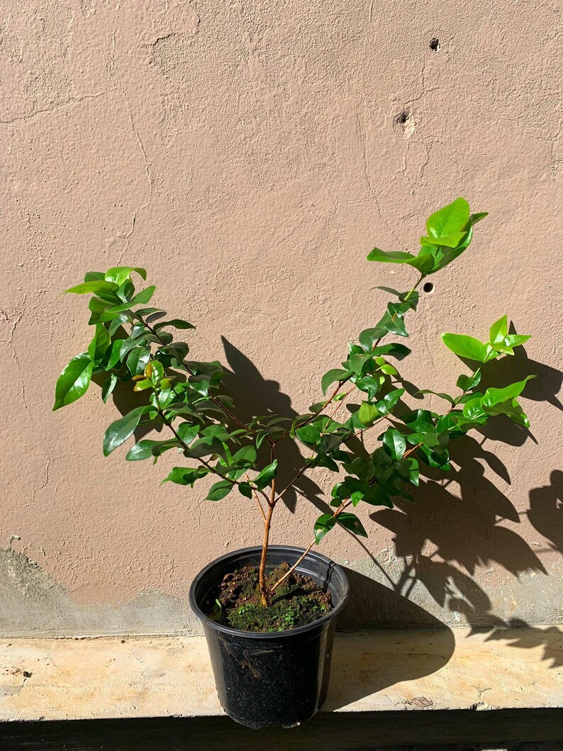 Pitanga eugenia uniflora Suriname cherry live fruit tree 12in to 24inches image 3