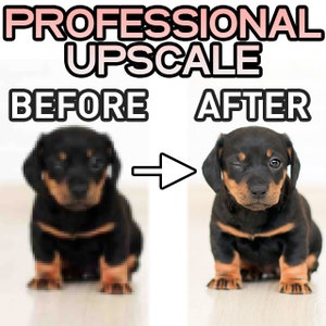 May include: Before and after image showing the difference in image quality when upscaling a photo. The image on the left is blurry and pixelated, while the image on the right is clear and sharp. The image shows a black and tan dachshund puppy.