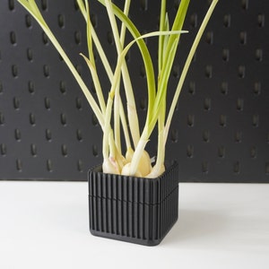 Garlic Greens Planter with Water Indicator