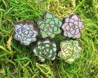 Plants and Succulents
