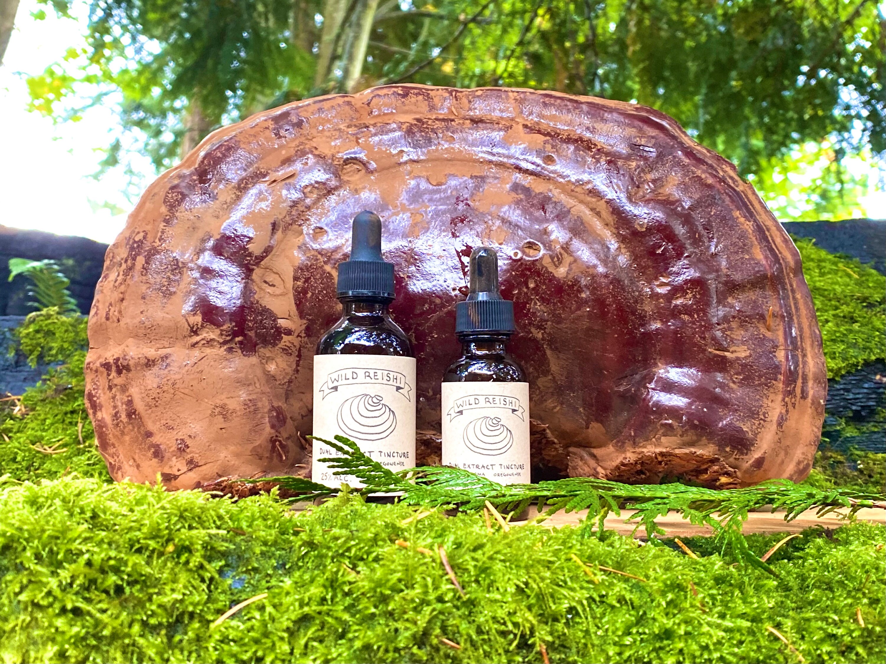 Dual-Extract Wild Harvested Reishi Mushroom Tincture