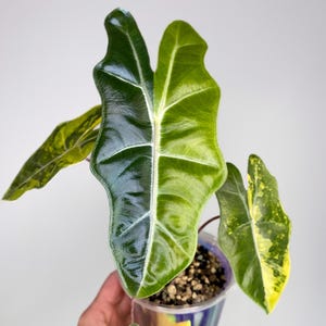 Alocasia Pseudo Sanderiana Aurea Variegated