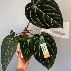 Anthurium (michelle X Carlablackiae) X Indo Dressleri 2-3 Leaf