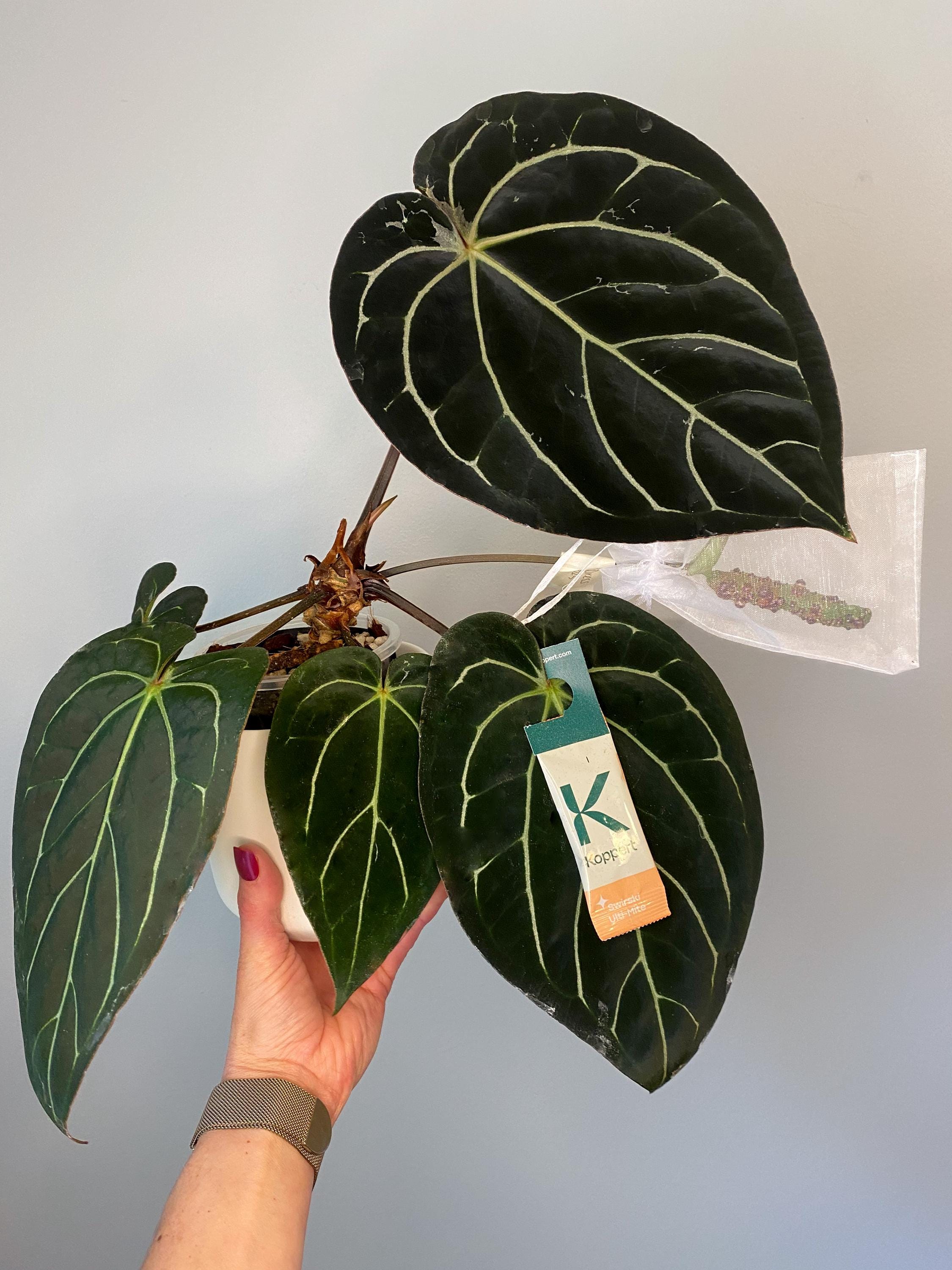 るい Anthurium'Michelle'2株 Anthurium (michelle X Carlablackiae) X Indo Dressleri 2-3