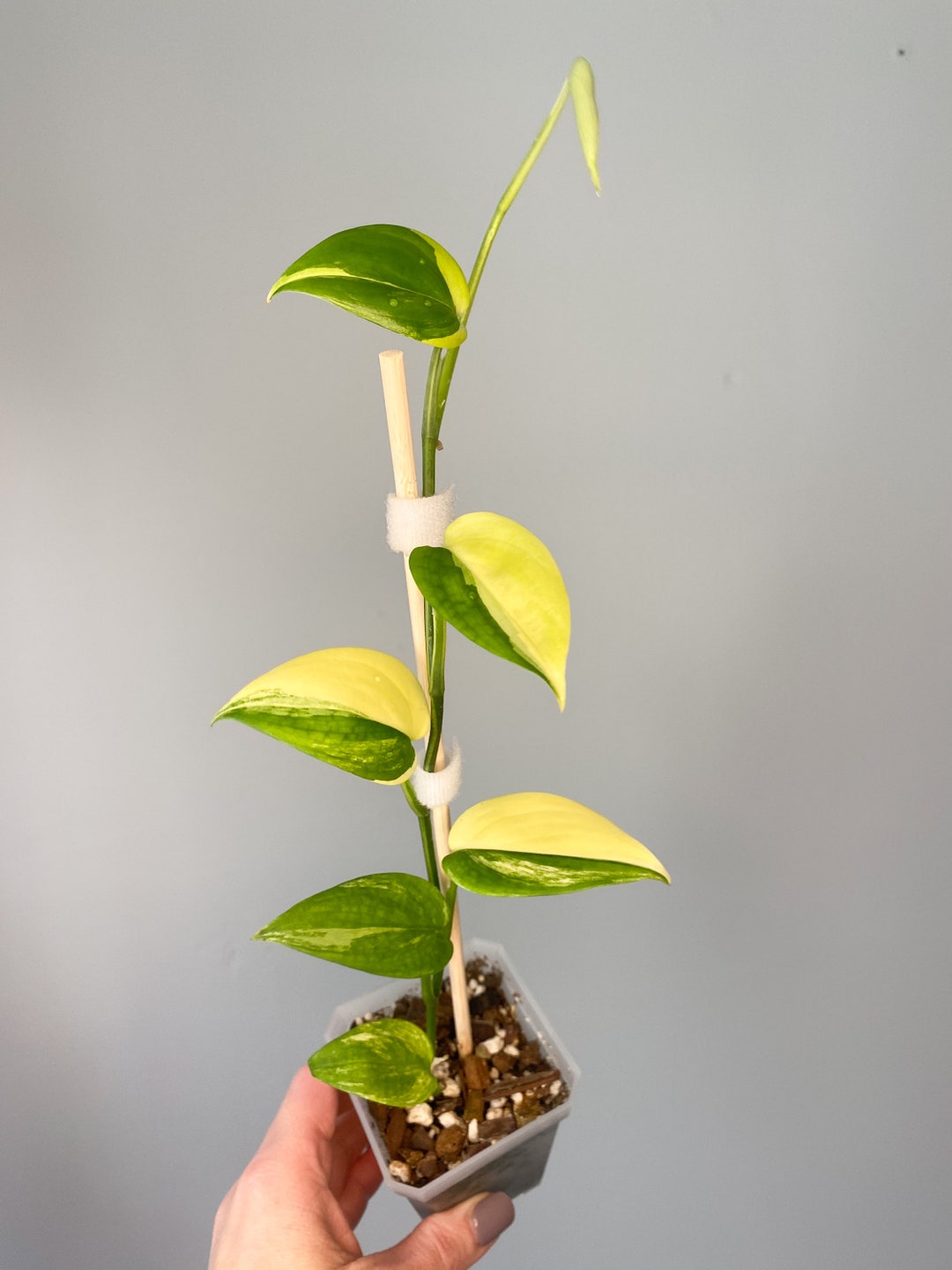 Scindapsus Blue Aurea Variegated - Etsy