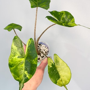Stingray Philodendron - Etsy