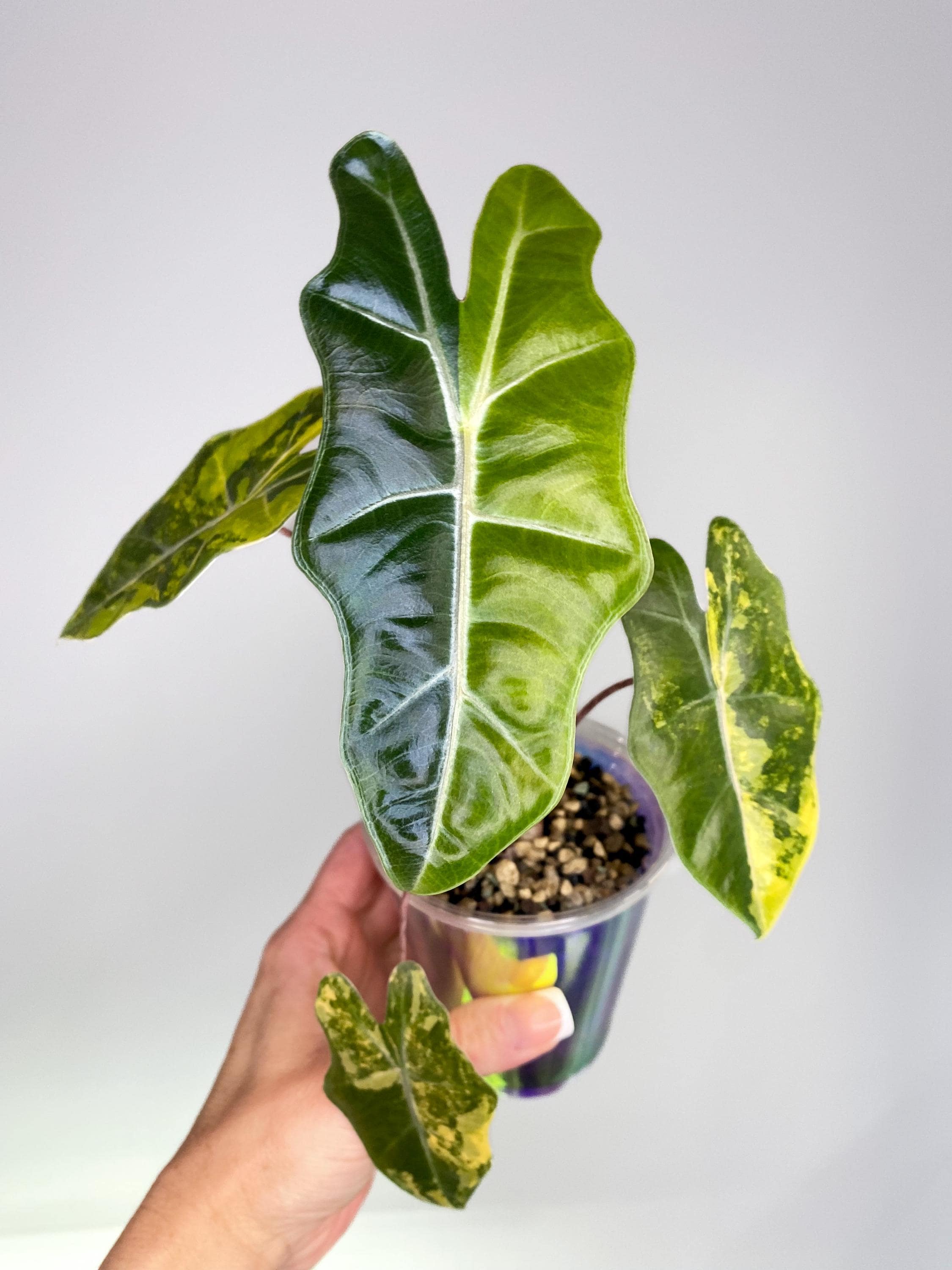 A.Pseudo Sanderiana Pink Albo│アロカシア・プセウド Buy Alocasia
