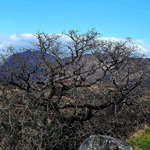 Panoramic Ring of Kerry Scene