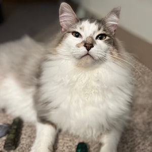 May include: A fluffy cat with white and gray fur, gazing upwards. The cat has a white face with gray markings around the eyes and nose. Its fur is long and soft, with a mix of white and gray tones. The cat is lying down on a light brown surface.