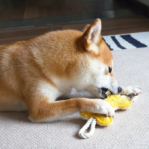 Könnte beinhalten: Ein Shiba Inu Hund mit braunem und weißem Fell spielt mit einem gelben sternförmigen Hundespielzeug. Der Hund beißt mit seinen Zähnen auf das Spielzeug.