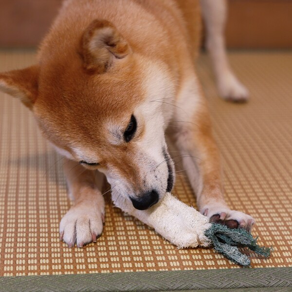 Dog Chews for Cleaning Teeth Etsy