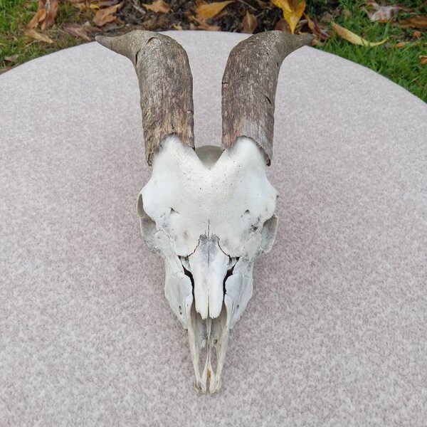 Hawaiian Goat Skull - Real Goat Skull - Skull with Horns - Billy Skull - Animal Skull Mount - Goat Horns - Mounted Skull - Real Skull Mount