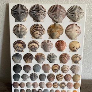 Seashells on Canvas
