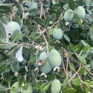 Fresh Pineapple Guava Fruits (Feijoa) -All Natural Non-Spray - Free Priority Mail Shipping