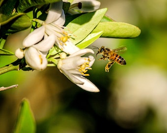 Bee and Oange Blossom