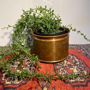 May include: A trailing string of pearls succulent plant with small green bead-like leaves cascading over the sides of a cylindrical copper-toned metal planter. The plant is potted in a black plastic container nestled inside the metallic vessel.