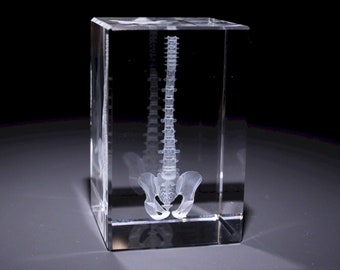 Colonne vertébrale modèle d'anatomie - bloc de verre 3D - cadeau d'infirmière/cadeau de médecin/cadeau de médecine - presse-papier