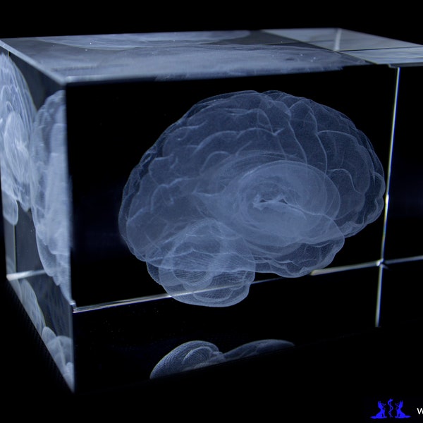 Modèle d'anatomie du cerveau - bloc de verre 3D - cadeau d'infirmière/cadeau de médecin/cadeau de médecine - presse-papier