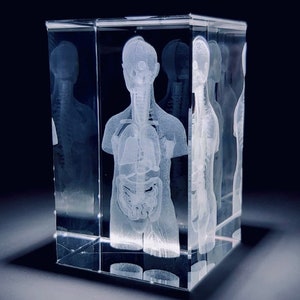 Anatomie model van de Torso in 3D glazen blok - arts cadeau / dokter cadeau / geneeskunde cadeau - presse papier