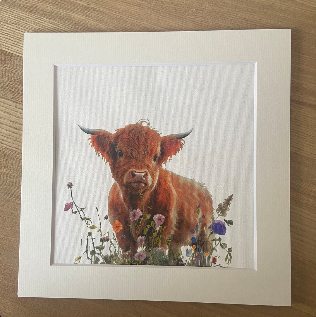 Highland Cow Canvas Mounted Picture, Highland Cow Print. Highland Cow
