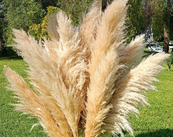 TALL PAMPAS GRASS 2-4 ft | Grand Sale | Boho Home Decor |  Wedding Arch | Pampas Bouquet | Wedding Decorations | Boho Wedding