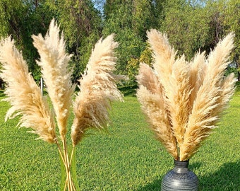 20 pcs TALL PAMPAS GRASS 4 ft | wholesale | Wedding Arch | Dried Flowers | Wild Pampas Grass