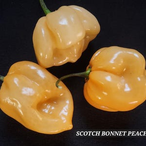Scotch Bonnet peach pepper seeds