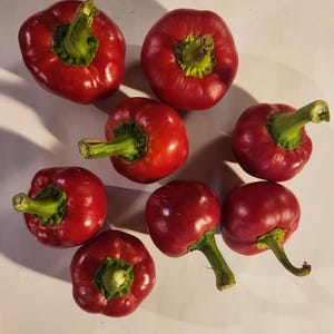 Calabrian pepper seeds